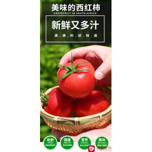 海阳水果西红柿